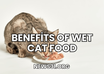 ​Benefits of Wet Cat Food