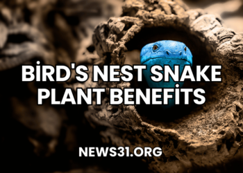 ​Bird's Nest Snake Plant Benefits