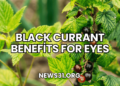 Black Currant Benefits for Eyes