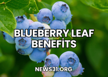 Blueberry Leaf Benefits