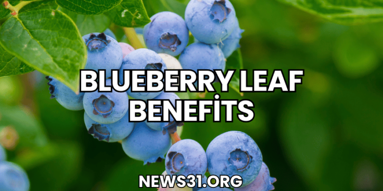 Blueberry Leaf Benefits