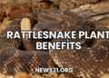 Rattlesnake Plant Benefits