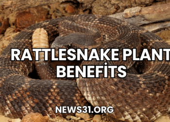 Rattlesnake Plant Benefits