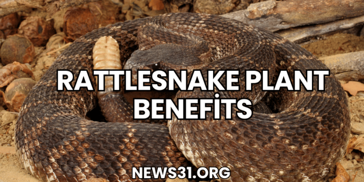 Rattlesnake Plant Benefits