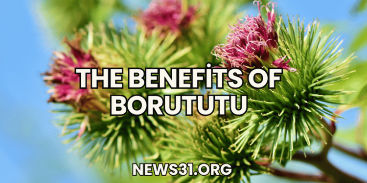 The Benefits of Borututu