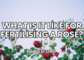 What Is It Like for Fertilising a Rose?