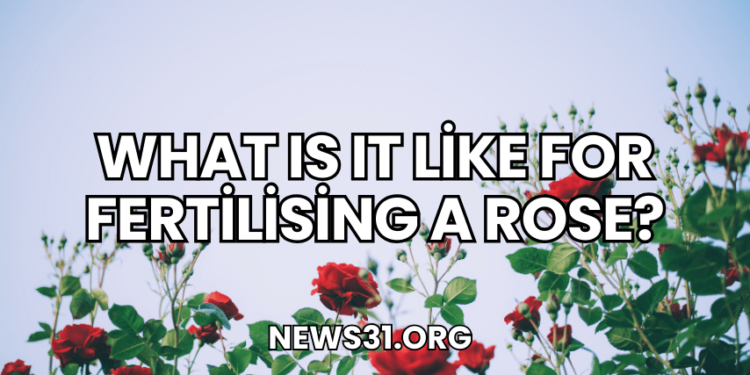 What Is It Like for Fertilising a Rose?